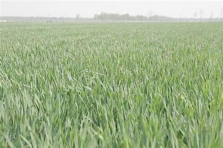 什么是多肽尿素？多肽尿素如何使用？