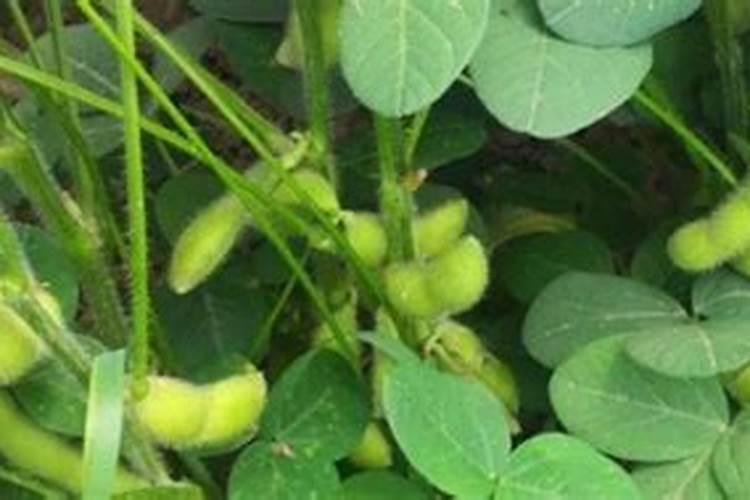 毛豆快熟时还用浇水施肥吗？用什么肥好