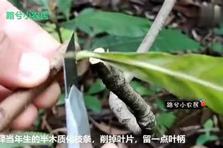 桃树秋闷孑嫁接后,春天如何判断成活否？