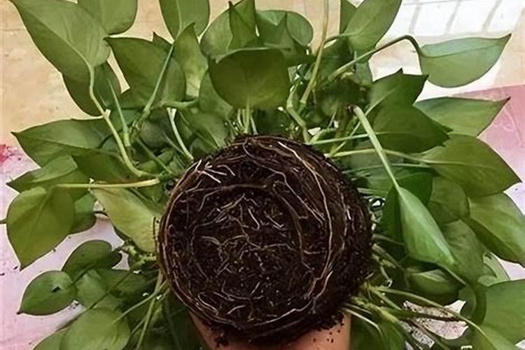 绿萝用什么肥料最好