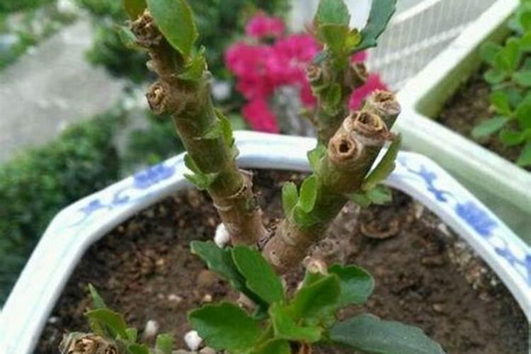 菊花生长期、花期和休眠期分别需要施什么肥料？
