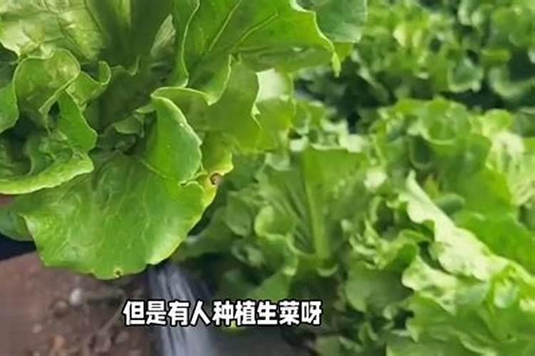 绿梅的养殖方法