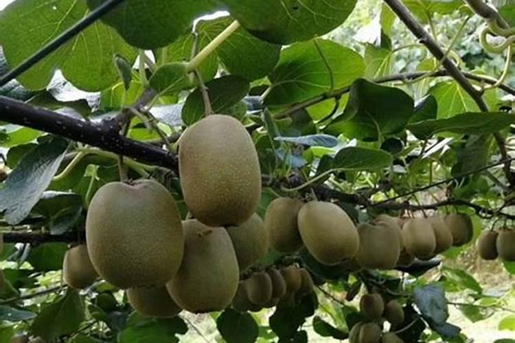 硼元素对植物的作用是什么？猕猴桃硼肥的施用技术是怎样的？