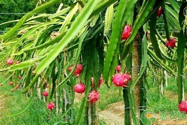 火龙果用什么肥料