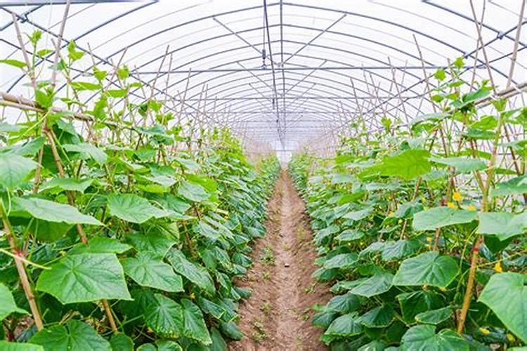 黄瓜追肥用什么肥料好