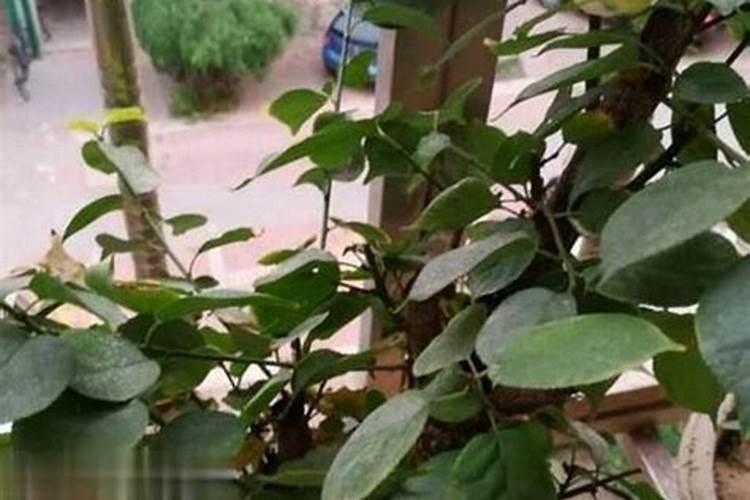 迎春花叶子发黄怎么办 叶子发黄的原因及处理办法