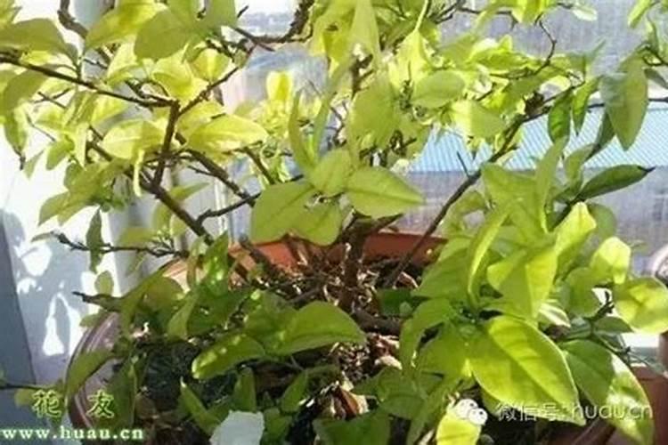 迎春花新叶叶尖枯黄什么原因