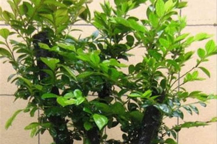 黑骨茶盆景的养殖方法