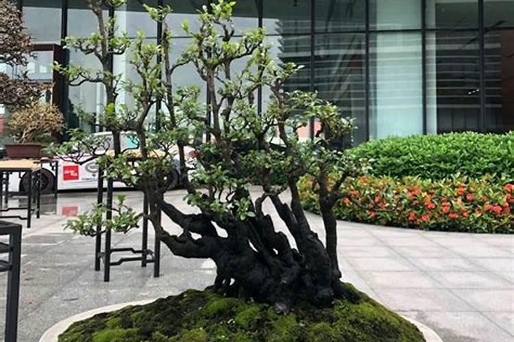 黑骨茶盆景的养殖方法