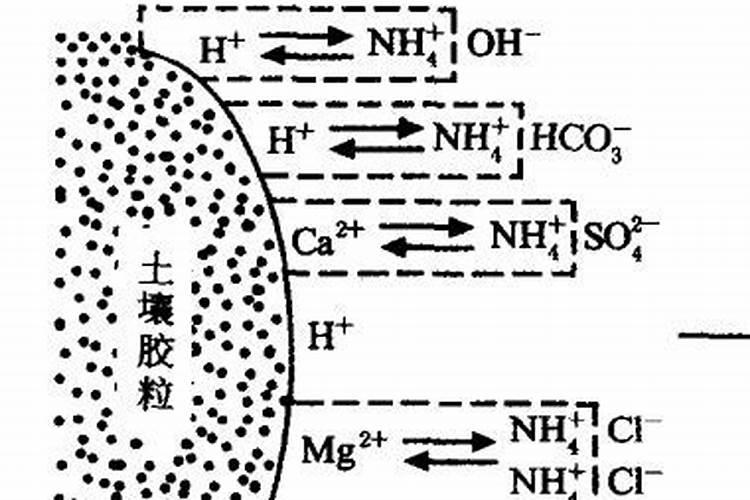 兰花什么时候换盆好和换土