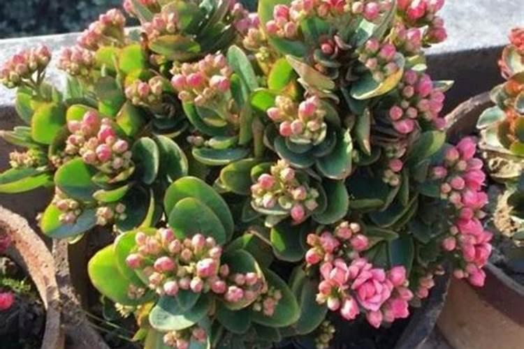 长寿花长了花苞还用施肥吗