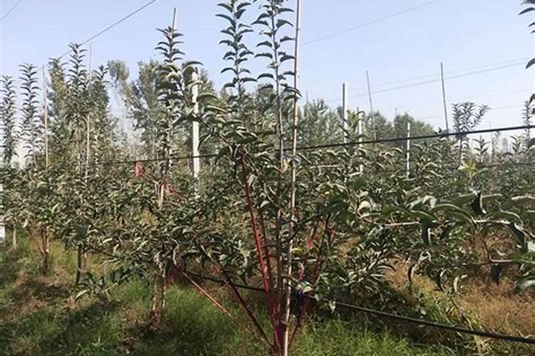 自根砧矮化鲁丽苹果什么时间追肥,怎么施肥？