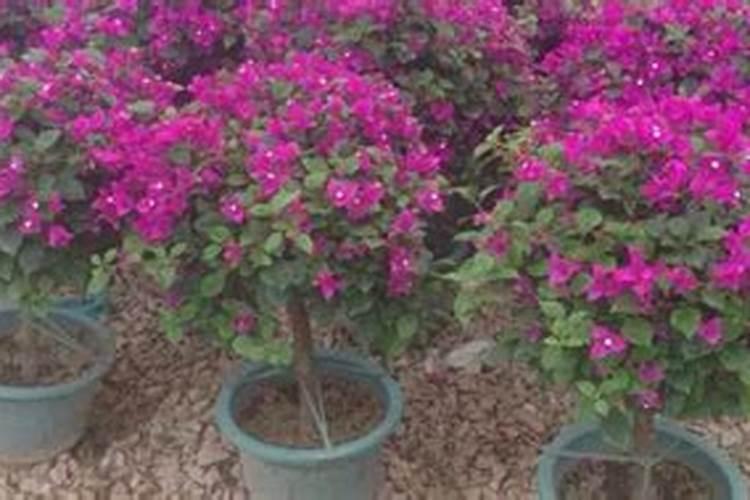 三角梅在开花的时候,直接施用复合肥可以吗？