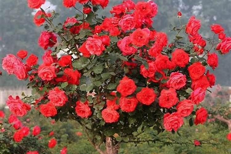 月季长花苞后怎么施肥