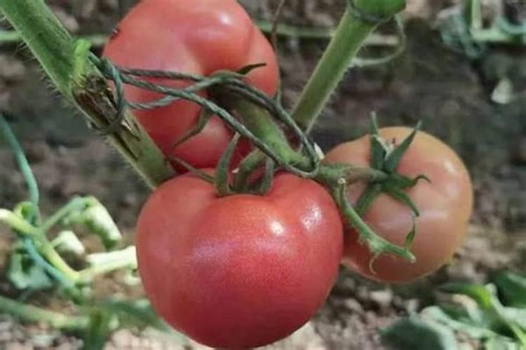 怎么种四川自贡葱黄？