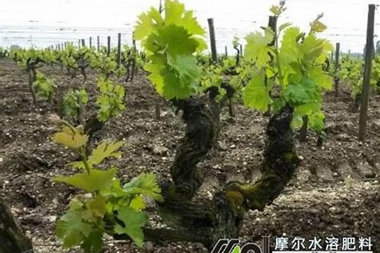 葡萄开花前施什么肥料