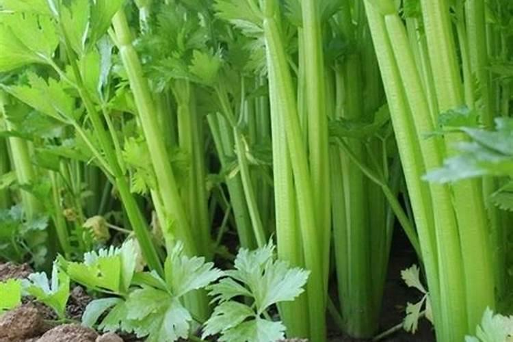 芹菜后期冲什么肥料好