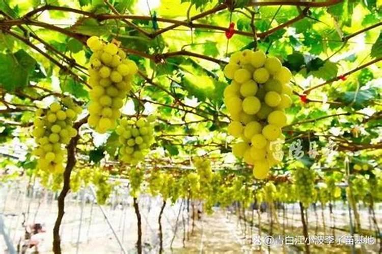 葡萄种植需要注意什么