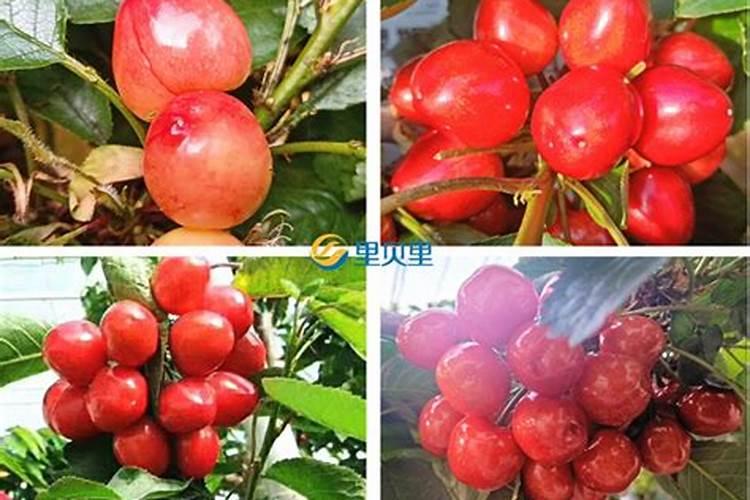 水果一般要施什么肥料才更甜？