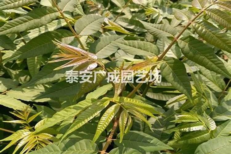 红油香椿种植时间及方法