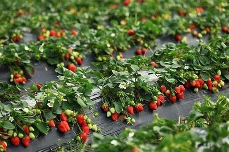 草莓施肥时间和方法