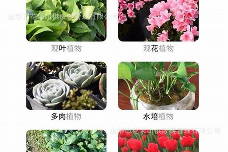 种花草的化肥有哪些