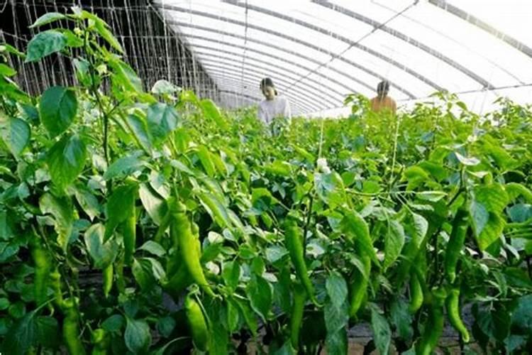辣椒高产施肥的正确方法