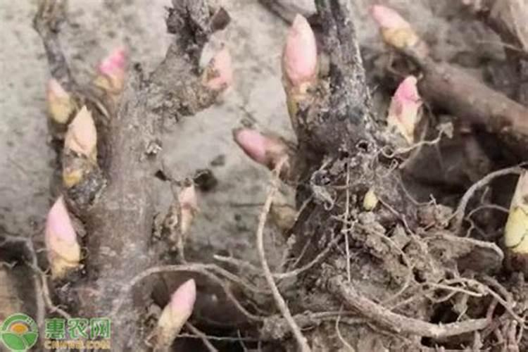 叶面肥几天能吸收干净