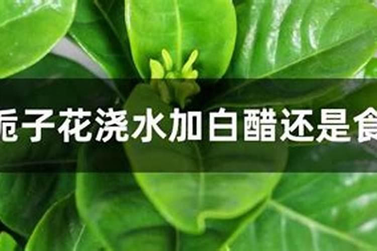 栀子花种上多久浇肥 多久给种植的栀子花浇肥？
