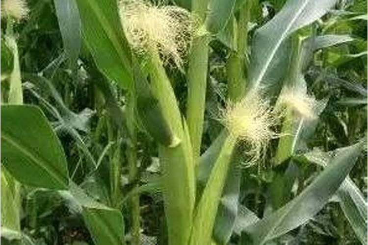 大豆适合所有花当肥料吗 大豆花期喷什么叶面肥好