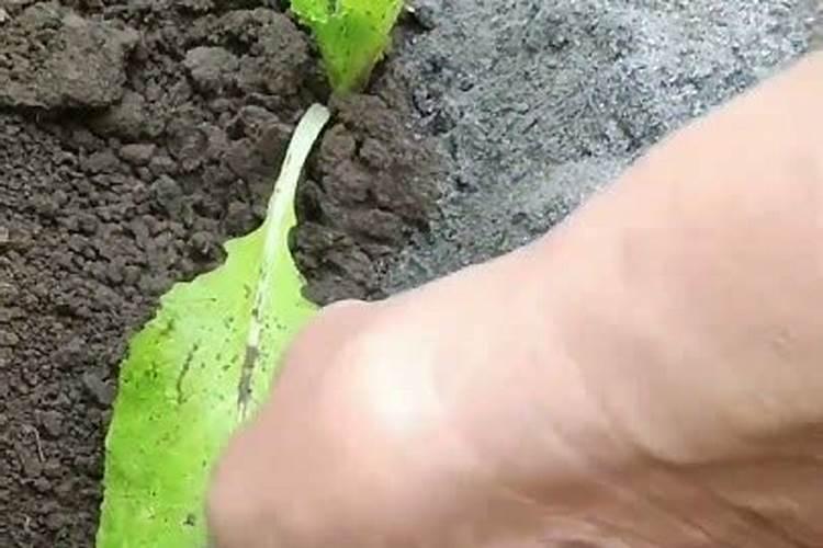 红薯用草木灰的缺点