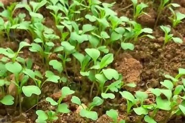 草木灰种菜的正确使用方法