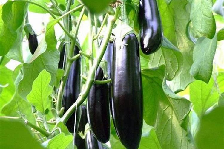 种植茄子要如何施肥