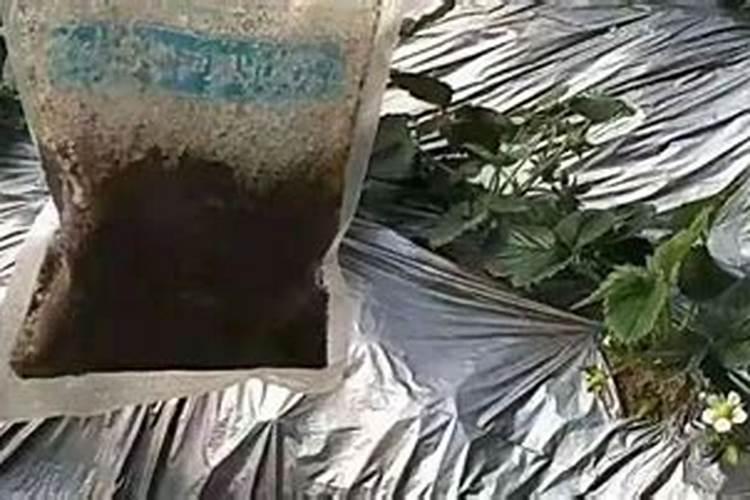 郁金香夏天怎么浇水施肥