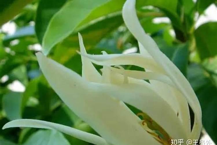 白兰花上盆时间与养护方法