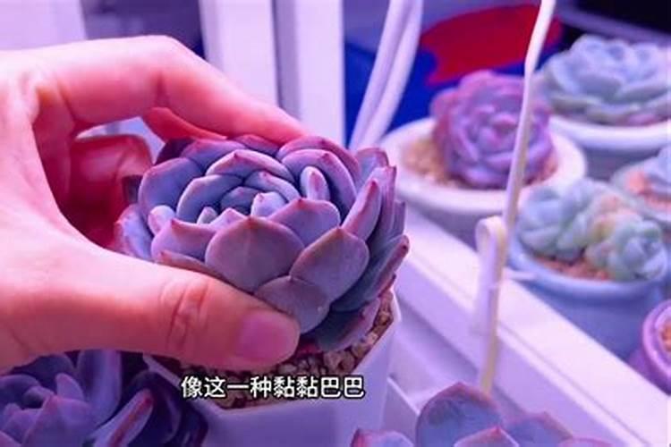 多肉植物越养越瘦怎么办