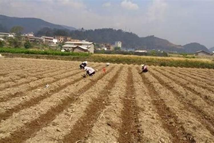 一亩地施多少磷肥合适  磷肥什么时间施最好