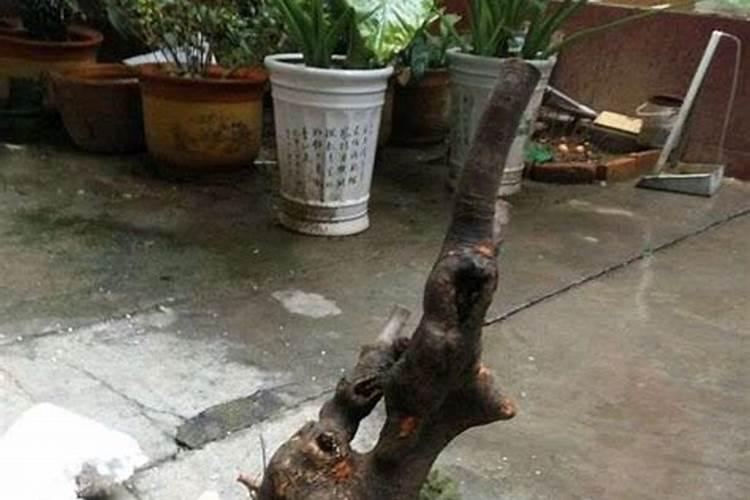 叶面肥正确使用法