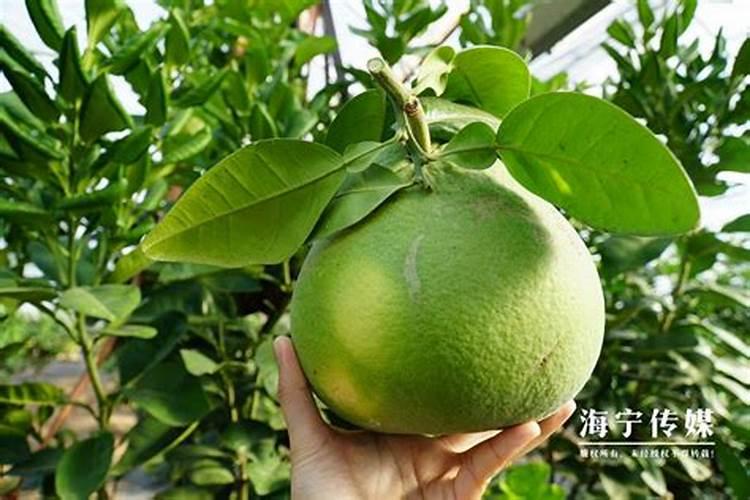 泰国青柚的种植技术