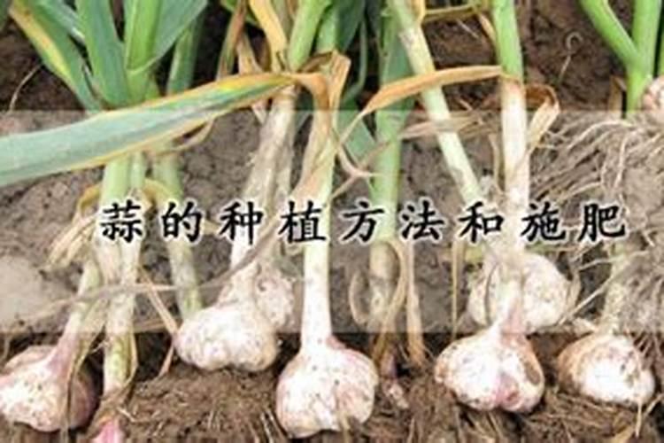追肥是满足红蒜的生长,红蒜追肥有什么好的方法？