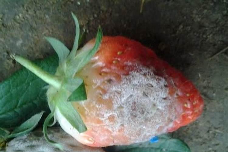 草莓适合施加什么样的肥料