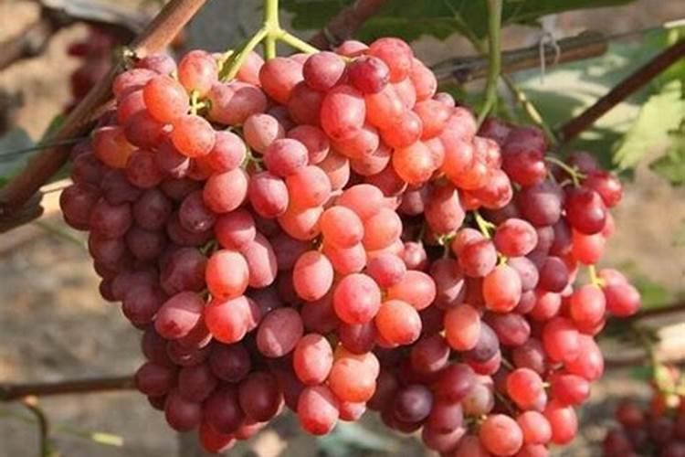 种树葡萄施什么肥