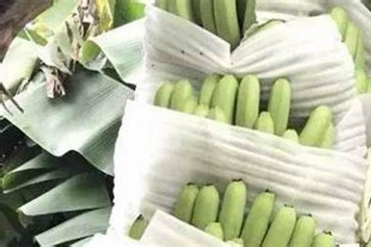 香蕉用什么肥料好