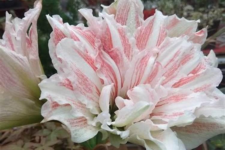 芸苔素可以解药害吗
