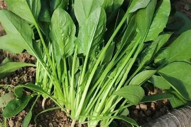 要让菠菜快速生长该用什么肥料
