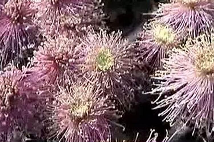 菊花施什么肥料好 应该怎么施肥好