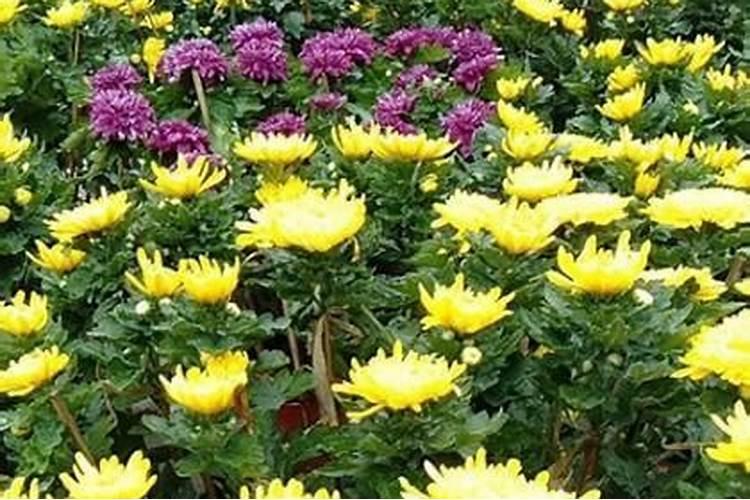 菊花怎么施肥 用什么肥料好
