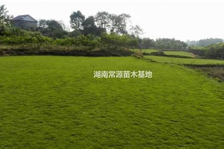 草坪怎么用有机肥