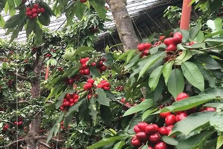 樱桃保花保果叶面喷什么好？樱桃挂果期用什么肥料吸收好？