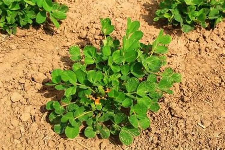 种植花生磷肥的正确方法